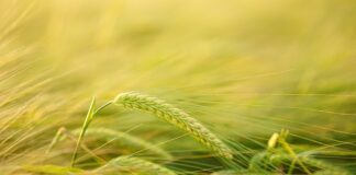 Czy placki ziemniaczane można smażyć na oliwie z oliwek?