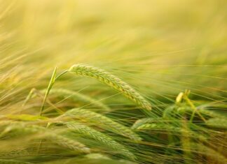 Czy placki ziemniaczane można smażyć na oliwie z oliwek?