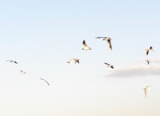 Co zamiast odpieniacza?