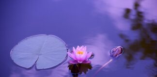 Jaki olej pić na stawy?