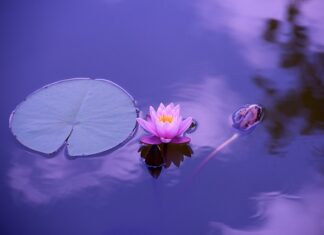 Jaki olej pić na stawy?