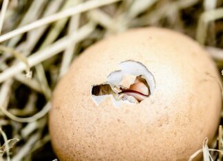 Jak można wykorzystać skorupki po orzechach?