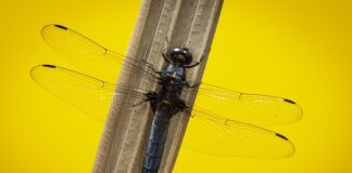 Jak ustawić odpieniacz w akwarium morskim?