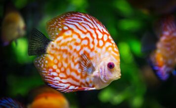 Po co odpieniacz w akwarium?