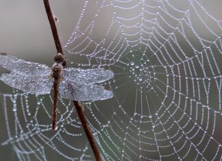 Co oznacza pajęczyna w orzechach włoskich?