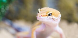 Czy w orzechach włoskich mogą być robaki?