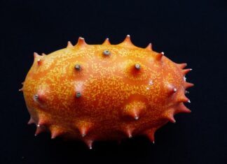 Czy korniszon to to samo co ogórek konserwowy?