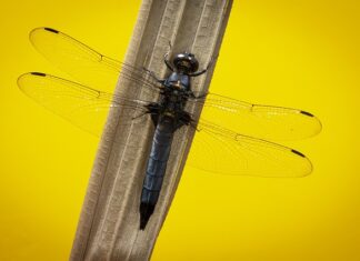 Czy musi być odpieniacz?