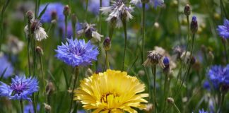 Czy osoba zameldowana odpowiada za długi?