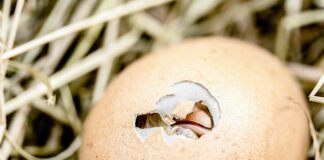 Co zrobić ze skorupkami orzechów włoskich?