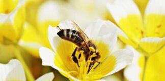 Czy jajecznica na oliwie z oliwek jest zdrowa?