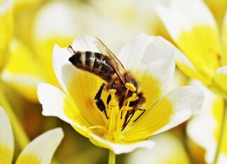 Czy jajecznica na oliwie z oliwek jest zdrowa?