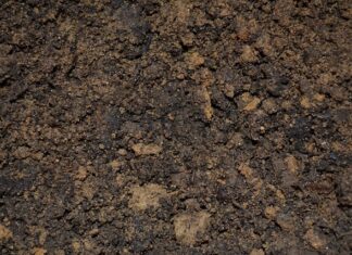 Jak zrobić zalewę do ogórków kanapkowych?