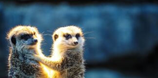 Jakie zawody są zagrożone?