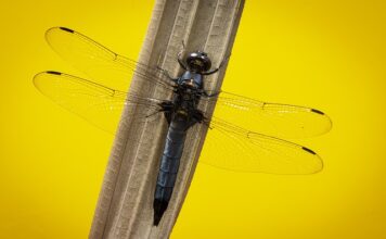 Czy skimmer napowietrza? Czy skimmer napowietrza?