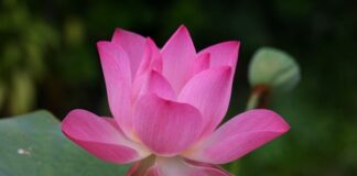 Jak jest gondolą po angielsku?