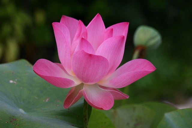 Jak jest gondolą po angielsku? Jak jest gondolą po angielsku?