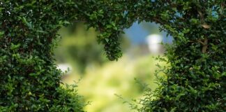 Co dodać do zielonej sałaty?