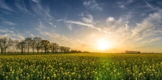 Skąd Polska bierze rzepak?