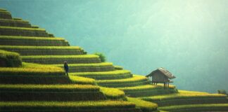 Czy ryż to węglowodany?