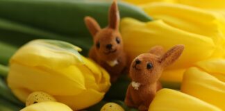 Jaka wiatrówka na zające?