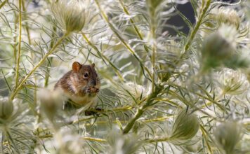 Czy z wiatrówki zabije szczura?