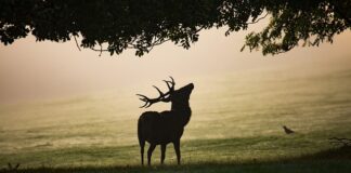 Co przyciąga jelenie?