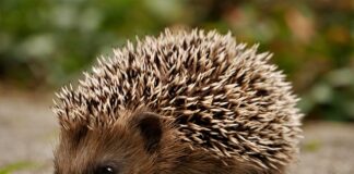 O której godzinie żerują sarny?