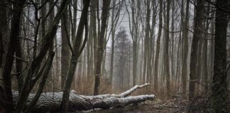 Czemu wieczorem nie wieje?