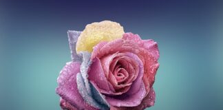 Czy płatki owsiane to węglowodany proste?