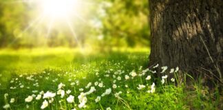 Czy z wiatrówki można zabić dzika?