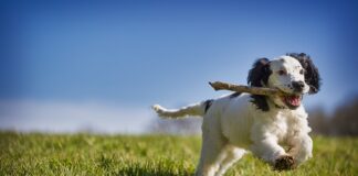 Jak odzyskać certyfikat PADI?