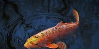 Jak złapać dużego karpia?