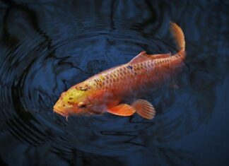 Jak złapać dużego karpia?