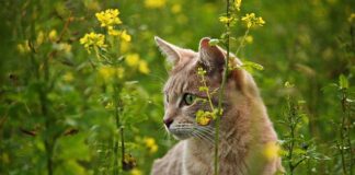 Czy można strzelać do kotów?