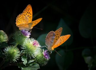Ile procent masy mięśniowej w organizmie?