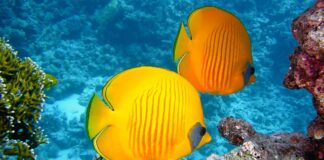 Jak nauczyć się nurkować?