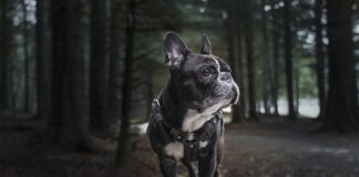 Do czego służy uprząż damska?