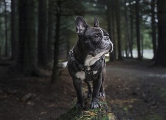 Do czego służy uprząż damska?