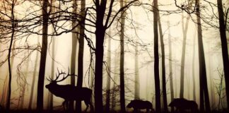 Czy jeleń może jeść mięso?