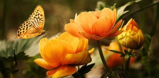 Jakie zwierzę nigdy nie śpi?