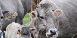 Co to jest żucie z ręki?