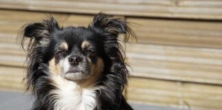 Kto jest królem lasu?