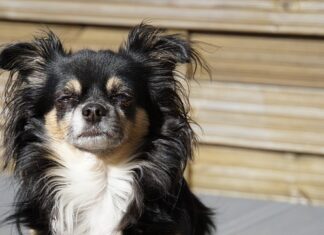 Kto jest królem lasu?