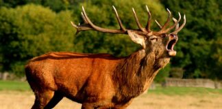 Kiedy odbywa się rykowisko?