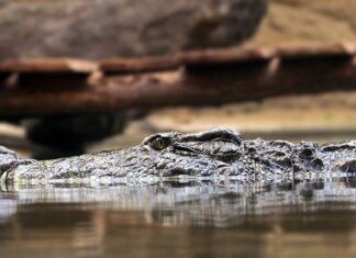 W jakich godzinach Polują myśliwi?