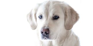 Które wiązania są silniejsze sigma czy pi?