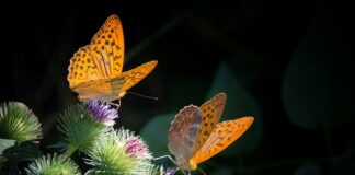 Czy w wieku 45 lat można zbudować masę mięśniową?