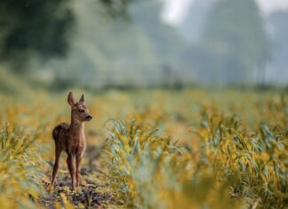 Jaki wabik na jelenia?