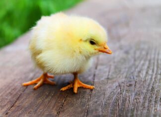 Co do kurczaka bez węglowodanów?